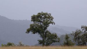 The Prison in Twelve Landscapes