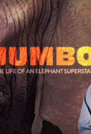 Jumbo: The Life of an Elephant Superstar