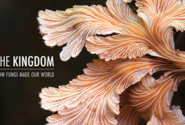 The Kingdom: How Fungi Made Our World