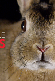 Ohad Benchetrit, Justin Small