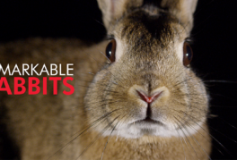Remarkable Rabbits