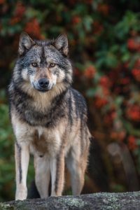 Takaya: Lone Wolf