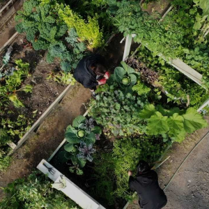 2 people working in a garden full of vegetables