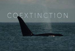 Nicholas Castel, Gabriel Swift, Bronson Whytcross, John Fulton