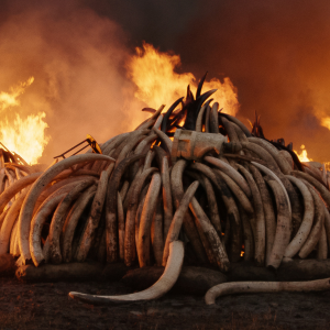 THE ANTHROPOCENE PROJECT THE ANTHROPOCENE PROJECT