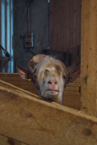 The Goats of Monesiglio
