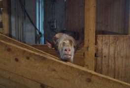 The Goats of Monesiglio