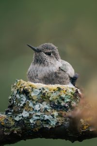 The Bird in My Backyard