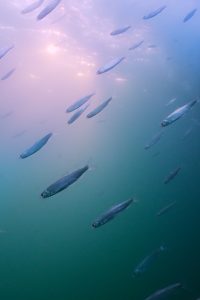 All Too Clear: Beneath the Surface of the Great Lakes