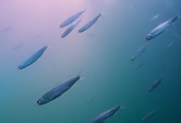 All Too Clear: Beneath the Surface of the Great Lakes