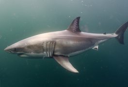 Jawsome: Canada’s Great White Sharks