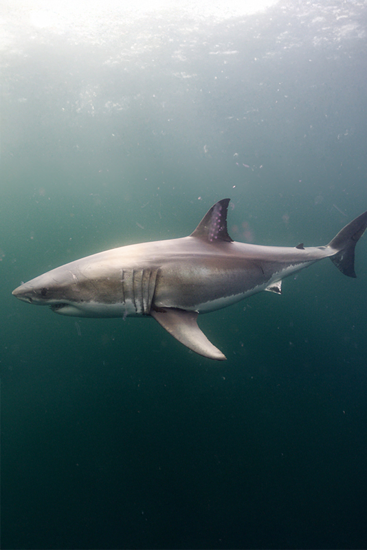 Jawsome: Canada's Great White Sharks - Academy.ca - Academy.ca
