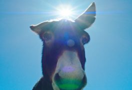 perfectly a strangeness